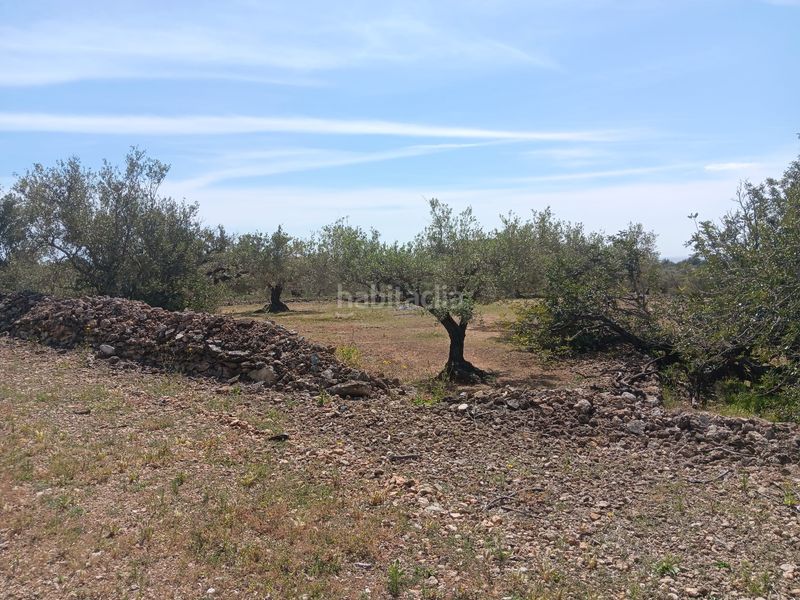 Foto 4da05faf-27fd-4891-8bec-4bd3c2583790. Terreno residencial en Camarles