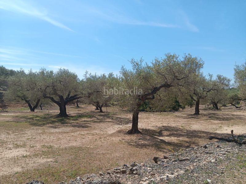 Foto d31dcdc0-c17c-4b4c-9099-3be848b6e3f2. Terreno residencial en Camarles