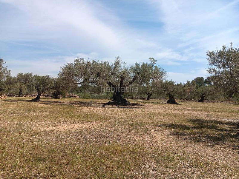 Foto 451f88af-86e0-4c55-9d49-a0ebe9a2c34e. Residential plot in Camarles