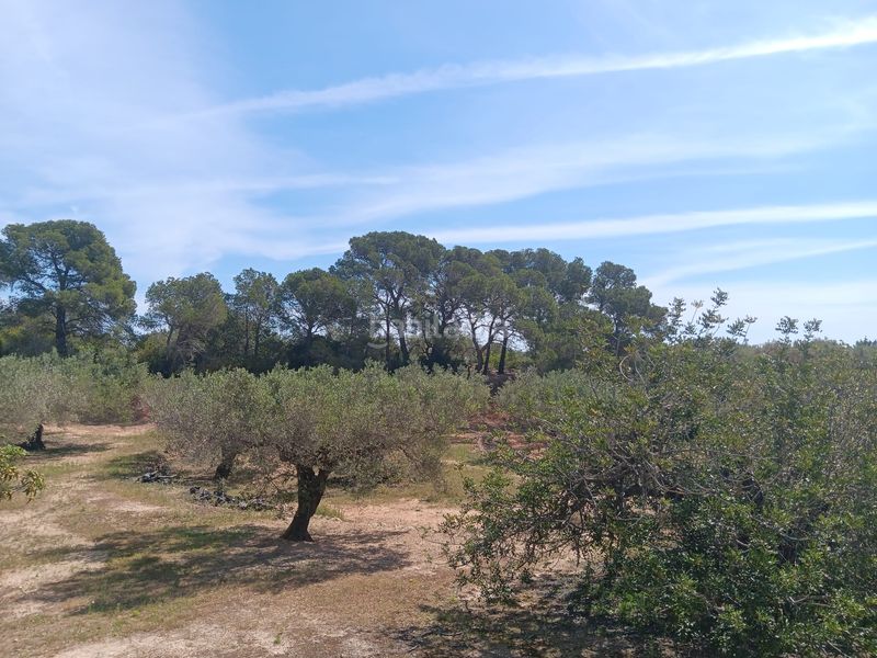 Foto 59ed7797-48f4-42d8-8f32-1f46746f0aa2. Residential plot in Camarles