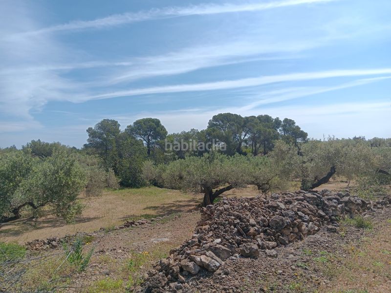 Foto abdd8e4f-4482-41cf-bfea-5dad5014456f. Residential plot in Camarles
