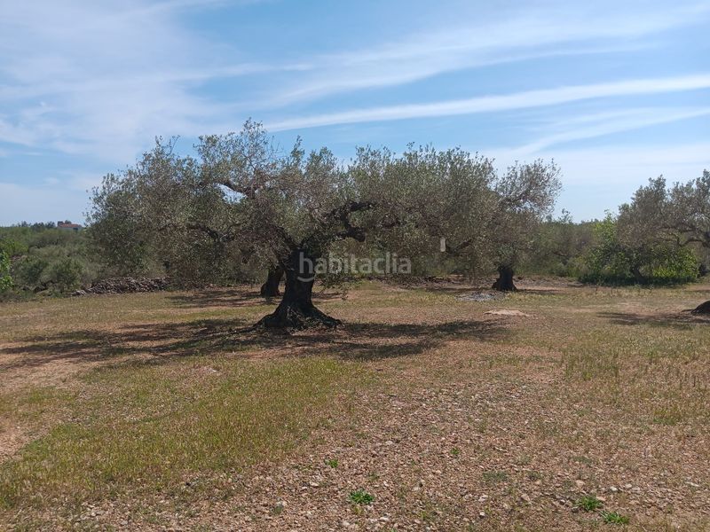 Foto adeee346-7a90-439d-8d78-13eeed5ee1fd. Residential plot in Camarles