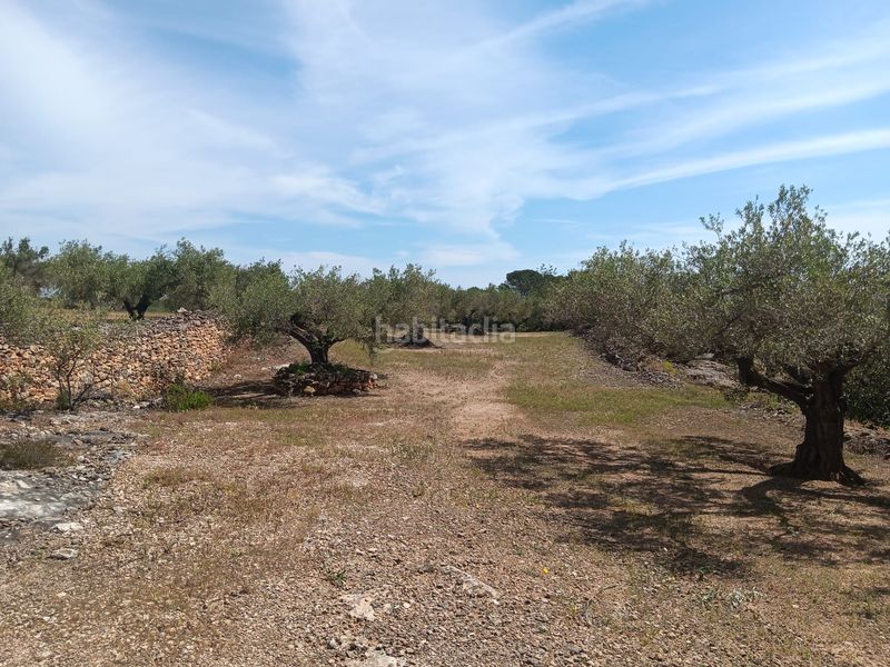 Foto d2b9af43-6079-4fa6-b991-75ca1f579024. Residential plot in Camarles
