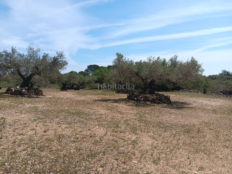 Foto ec79c5f6-90cb-4740-a2e8-1dc187bfb9f4. Residential plot in Camarles
