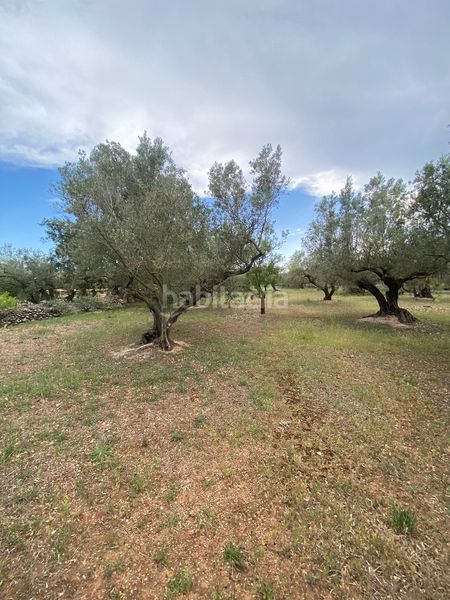 Foto 7d7aa9d7-b26d-4fd1-99e3-fe2033b3505f. Terreno residencial en Jesús - Els Reguers Tortosa