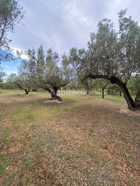Foto c7362fe3-e228-44ec-977f-070422baf88f. Terreno residencial en Jesús - Els Reguers Tortosa