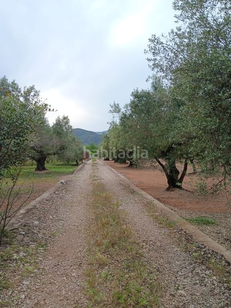 Foto f855e9ab-20b1-47e6-a318-36165bdfdcb9. Terreno residencial en Jesús - Els Reguers Tortosa