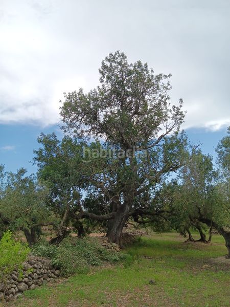 Foto fa45e7b3-29a5-4303-a04b-63aa0169255a. Terreno residencial en Jesús - Els Reguers Tortosa
