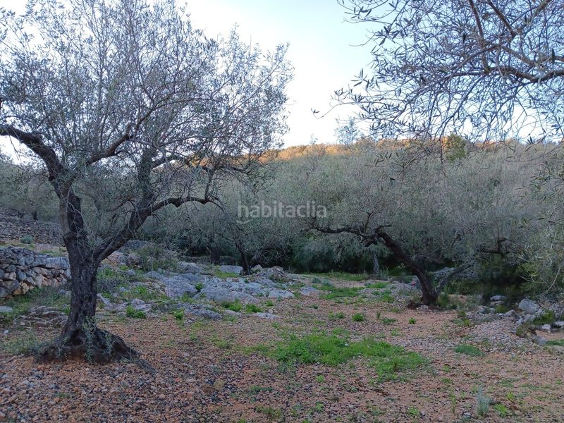 Foto 8387d8e7-5687-491d-9af2-bd2368d530ce. Residential plot in Ferreries Tortosa