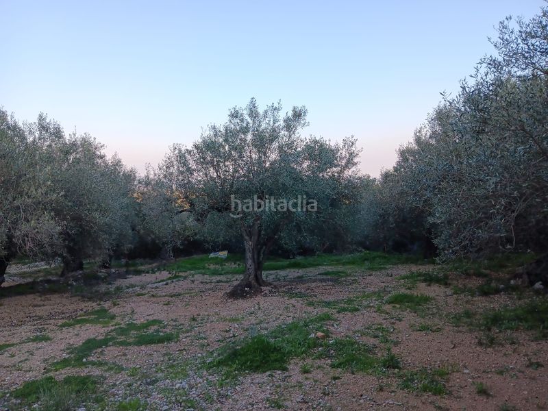 Foto f6bee72d-a7b6-42b3-82a8-6f097b663b96. Residential plot in Ferreries Tortosa