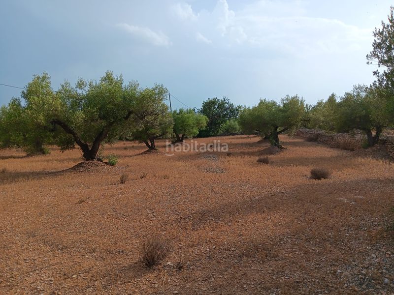 Foto 06adda04-8214-4d62-a701-02758732dd92. Terreny residencial a Ampolla (L´)