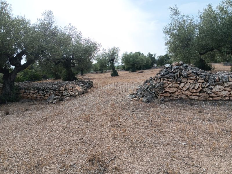 Foto ff09390f-b01d-47b3-8fce-d2f448df7cba. Terreny residencial a Ampolla (L´)