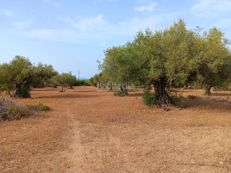 Foto c1ab4dc7-0ce9-46c4-891c-6999eef97194. Terreno residenziale in Ampolla (L´)