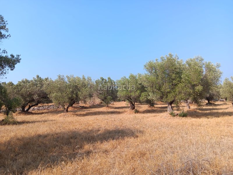 Foto 7fda141d-11c9-44a0-98b2-7758506823ab. Terreno residencial en Ferreries Tortosa