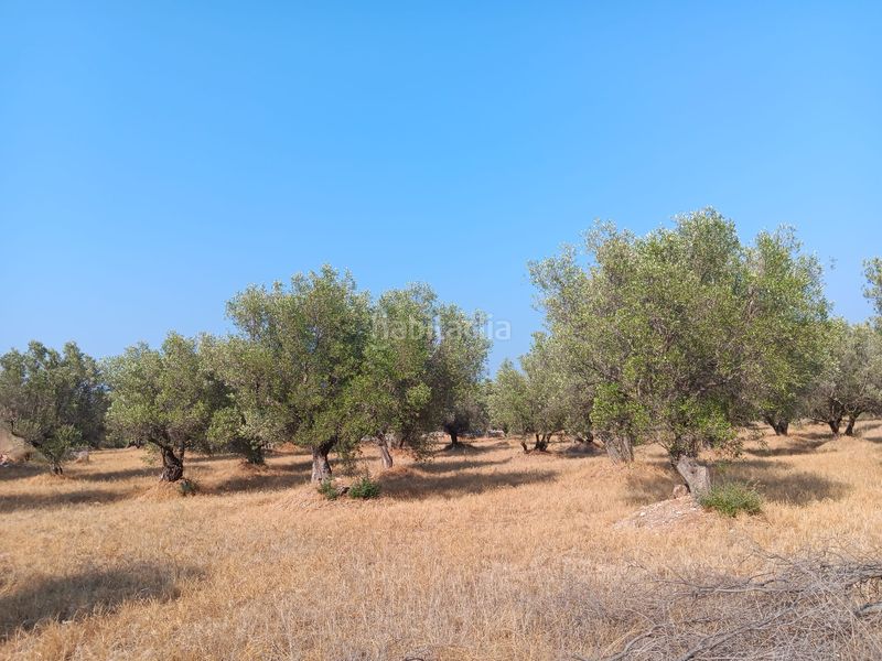 Foto 8de4ce5a-ab6b-4799-b35a-e774c2fc8ff3. Terreno residencial en Ferreries Tortosa