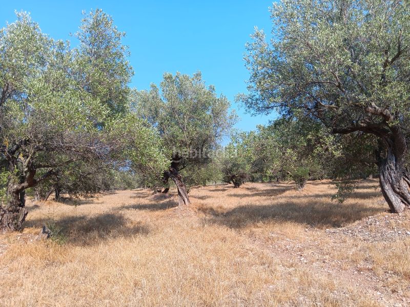 Foto b4d0f535-0148-4faa-b4b8-946da805989a. Terreno residencial en Ferreries Tortosa