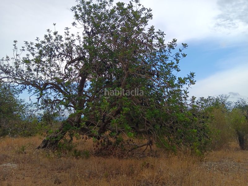Foto b35ead16-d507-45bd-a7fe-0282f399afcc. Terreno residencial en Roquetes