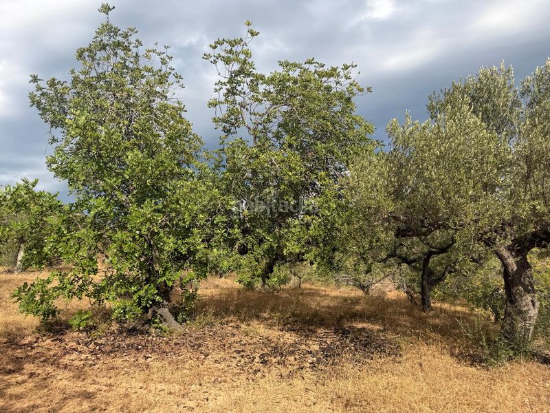 Foto 7fe80aff-6d9b-4869-9e0c-bd3a42043db8. Wohngrundstück in Bítem Tortosa