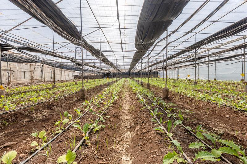 Foto 21a9e231-4a72-4f80-be0d-b720e1124534. Casale con parcheggio in Tejina San Cristóbal de La Laguna