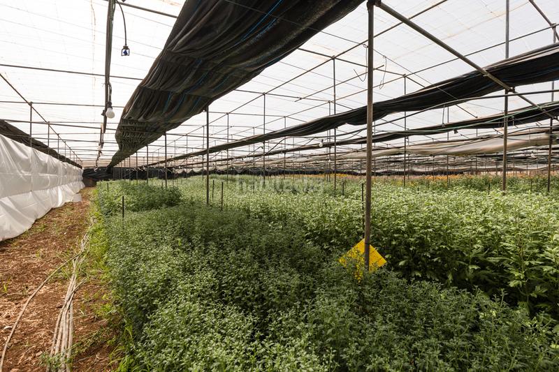 Foto 4b4532f9-2354-40df-a1de-051732fce1ae. Casale con parcheggio in Tejina San Cristóbal de La Laguna