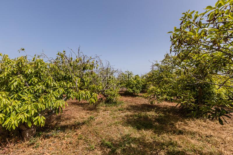 Foto 766ac01e-b64a-4f7a-a1a8-d57048cda53e. Casale con parcheggio in Tejina San Cristóbal de La Laguna