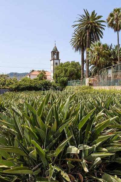 Foto 783d0610-efa2-4f52-a69b-07df7df09118. Casale con parcheggio in Tejina San Cristóbal de La Laguna