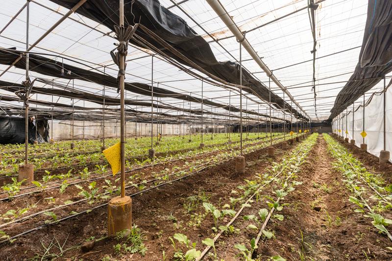 Foto b86c7829-b236-4c59-810d-35edf7bf9dab. Casale con parcheggio in Tejina San Cristóbal de La Laguna