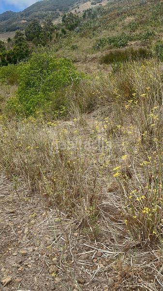 Foto e5ca2648-a3bb-4e64-a1ca-be18b8de83d5. Finca rústica a El Palmar Vejer de la Frontera