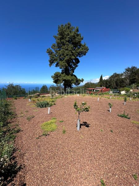 Foto 230f823a-38a1-41f3-b8c7-6a800fd10628. Finca rústica a La Vega - El Amparo - Cueva del Viento Icod de los Vinos