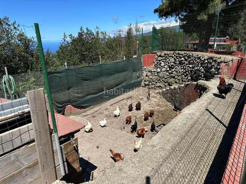 Foto c55bb721-9f37-4ae3-b992-d0055b51cca3. Finca rústica a La Vega - El Amparo - Cueva del Viento Icod de los Vinos