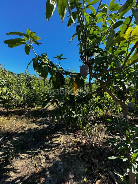 Foto 4df7ea12-8c85-42d5-ad7a-8f58ec8b5c2d. Country house with parking pool in Norte - Barrio del Pilar - El Reñidero Vélez - Málaga