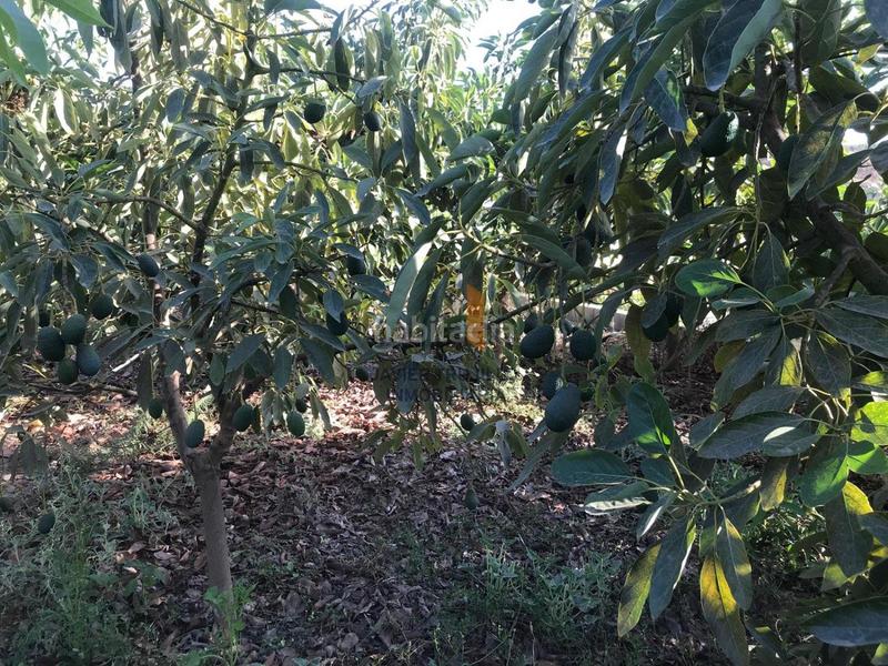 Foto 83c0882e-fb1b-4286-8d3b-24e68cda85fc. Country house with parking pool in Norte - Barrio del Pilar - El Reñidero Vélez - Málaga