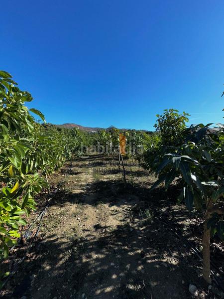 Foto caebb8a9-e7a7-4cb5-8375-575ad5213334. Masía en Norte - Barrio del Pilar - El Reñidero Vélez - Málaga