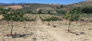 Residential Plot in Cañete la Real