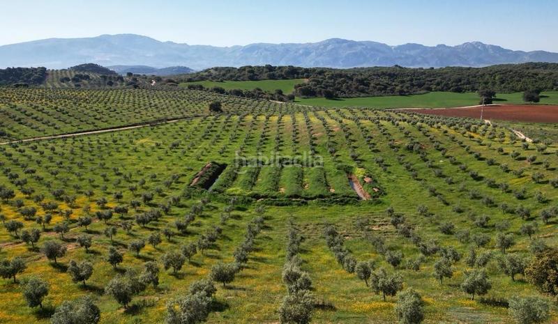 Foto 46dee9e8-3310-40fe-81b7-6e6269d29fd8. Terrain résidentiel dans Archidona