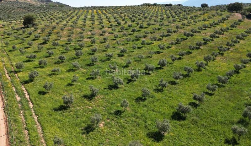 Foto f4e2e527-3825-491e-b5f1-bb2b29637d39. Terrain résidentiel dans Archidona