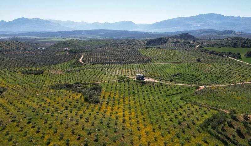 Foto 0c5aacee-c666-4dde-96dd-1f701229deb8. Wohngrundstück in Archidona