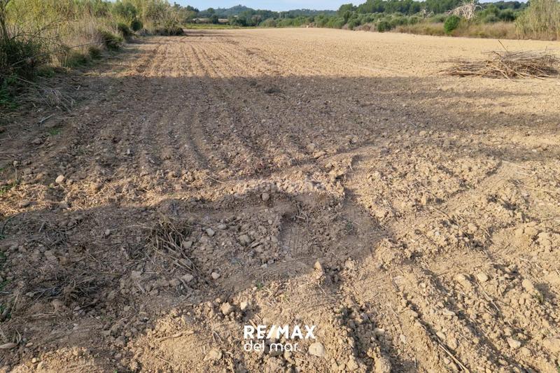 Foto de08c988-cce0-4e31-a9f7-cc5ec1ffc961. Rural plot in Porreres