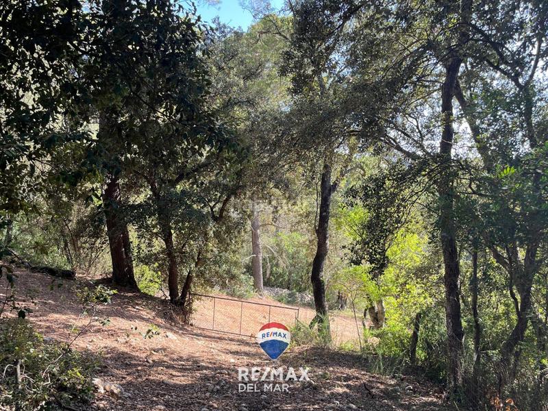 Foto 06647c8c-418e-4f78-be76-d9f56afffebe. Finca rústica finca con proyecto de obra en Campanet