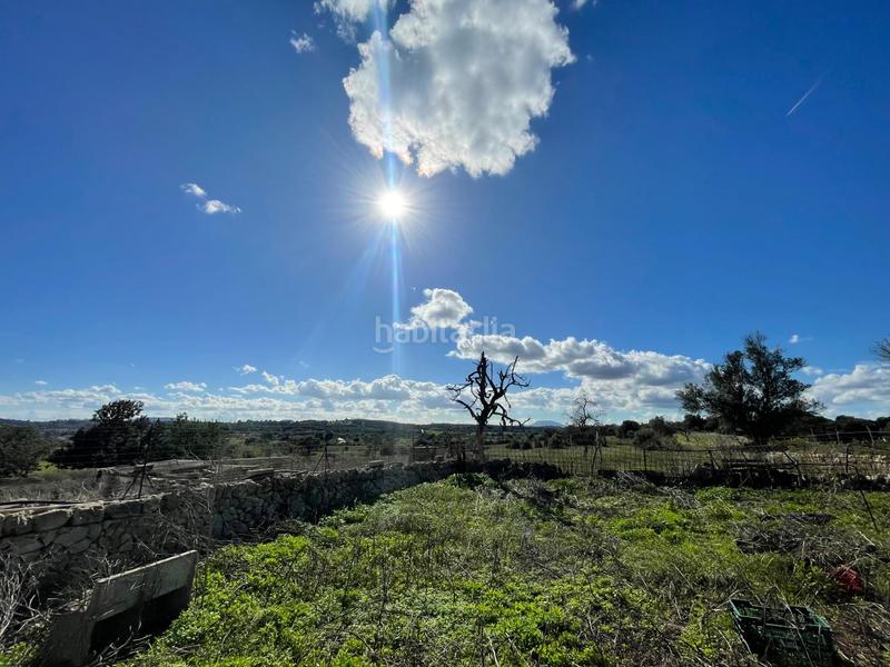 Foto e5d0723f-8d66-4ca1-be16-ac946ff94e1d. Mas dans Llubí