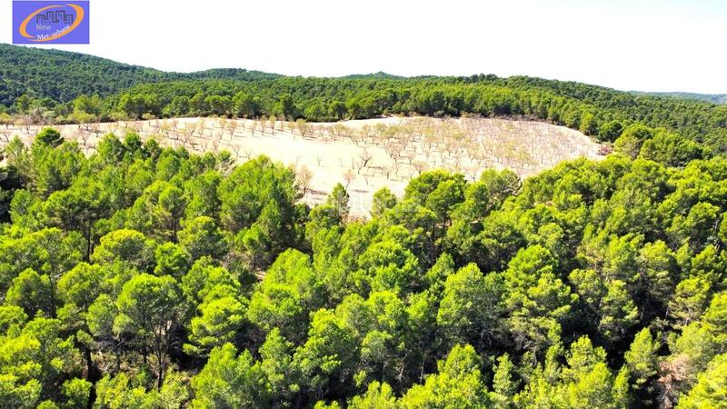 Foto 263c911e-75a5-42b3-8095-73a7d9ca825a. Terreno residencial finca de pastos en yatova en Yátova