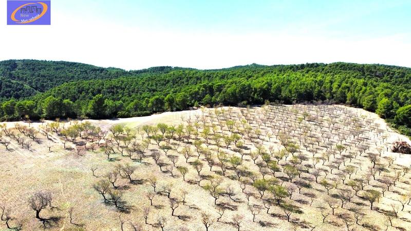 Foto 96fbe844-ef91-4210-b873-35f5c8445435. Terreno residencial finca de pastos en yatova en Yátova