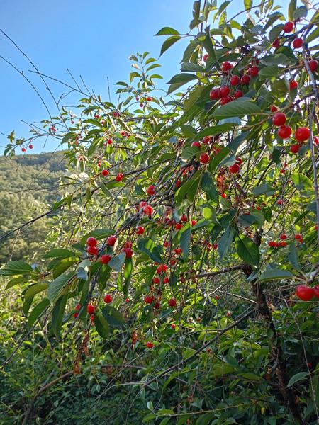 Foto 54fe4ca9-384c-4b30-a748-432a1ba29f4c. Propriété dans Miraflores de la Sierra