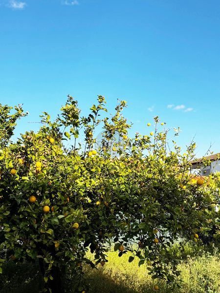 Foto 3e3fd2ae-f17d-47b3-b679-b993a96b6e1b. Chalet venta de impresionante villa de 9 dormitorios en una zona prestigiosa. en Chiva