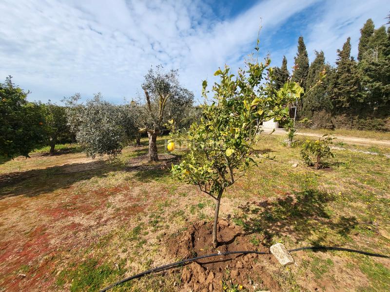 Foto 18bdbed3-7480-4dae-ba51-03b7aed6b15e. Casa aparellada amb xemeneia calefacció aparcament piscina a Medina Sidonia
