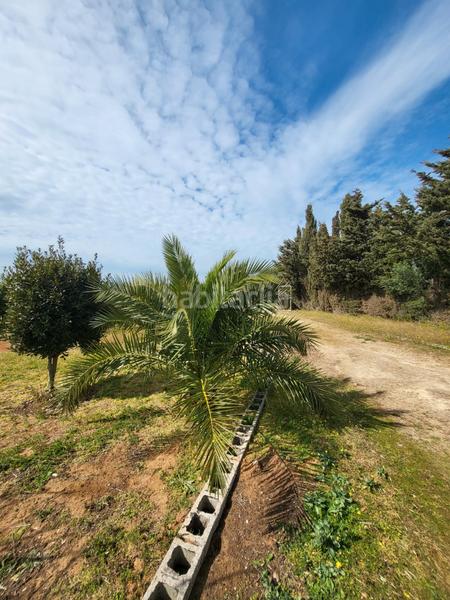 Foto 9876aa2e-ee99-4856-8992-e0868641e24a. Casa aparellada amb xemeneia calefacció aparcament piscina a Medina Sidonia