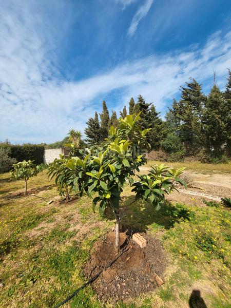 Foto bbdf493e-eaaa-4fc8-8fb8-283db388758e. Casa aparellada amb xemeneia calefacció aparcament piscina a Medina Sidonia