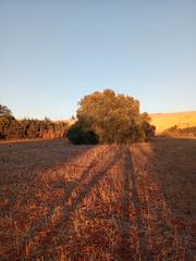 Rural plot  Diseminado pago zorro. **terreno en venta en conil de la frontera - oportunidad única**