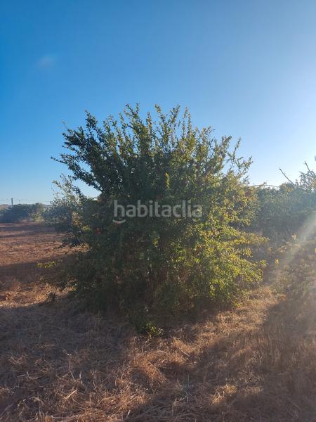 Foto 420d765e-ab06-490b-a83c-38fe7ca7b327. Finca rústica a Roche Conil de la Frontera