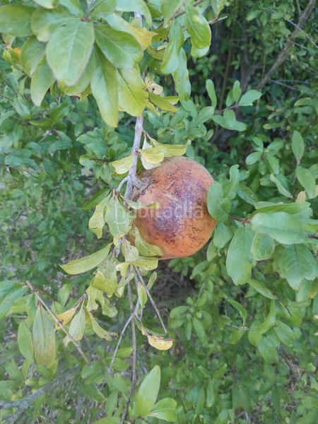 Foto 46c20860-2b3a-425e-9ced-14e1d991257b. Finca rústica a Roche Conil de la Frontera